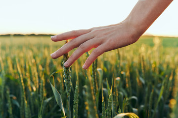 wheat in hands