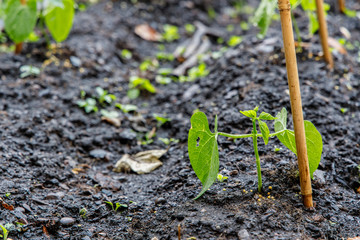 Home Grown French Bean with Bamboo Support