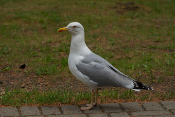 seagull stands on a cobbled track stone paving ,green graas on background