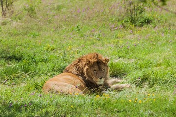 Naklejka premium African Lion Resting on the Grass