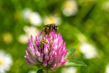 Wildbiene auf einer Kleeblüte