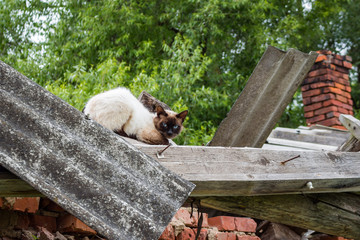 Scared siamese cat sitting on the roof