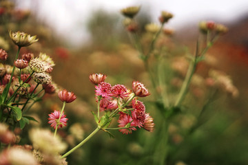 beautiful pink flowers in the garden