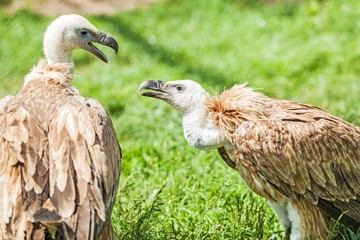 Griffon Vultures Fighting