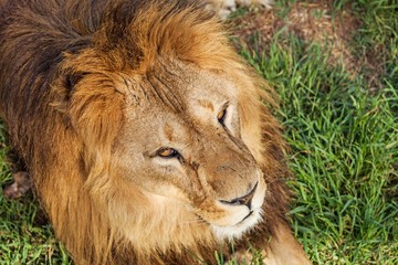 Close Up Picture of a Lion