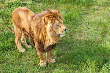 Lion Standing on the Grass