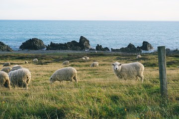 Naklejka premium Sheep Farm 