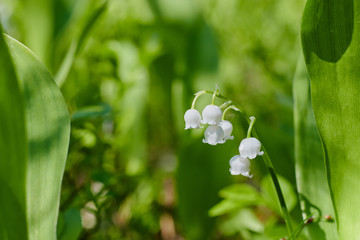 Beautiful snowdrop flowers close up in the forest. blurred background. copy space. Galanthus nivalis in the spring. spring flowers.