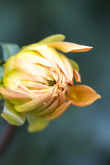 Bud of a dahlia in yellow, orange and red