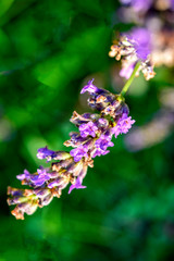 bee on flower