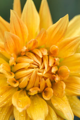Blossom of a dahlia in yellow, orange and red in full bloom