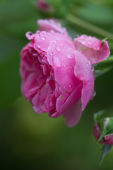 close-up of a blooming red rose with raindrops