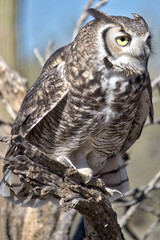 Full body view of Great Horned Owl on branch and looking right.
