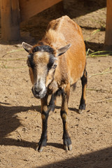 Fototapeta premium Young goat - farm animal