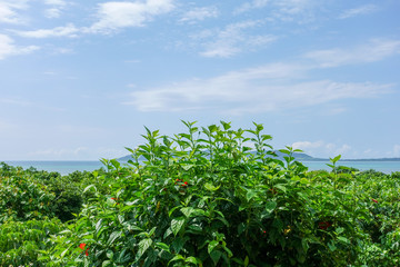 Fototapeta na wymiar 石垣島の風景