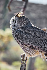 Side shot of Great Horned Owl on a branch and looking to the left.