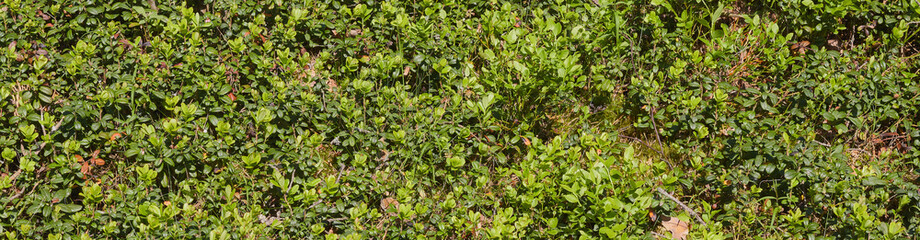 background of green bushes berries. glade of small blueberry bushes in the forest. view from above.