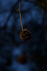 pine cone on the tree
