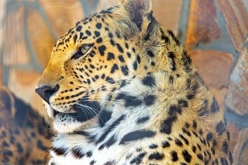 Jaguar's Head Close-Up
