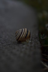 snail on rock