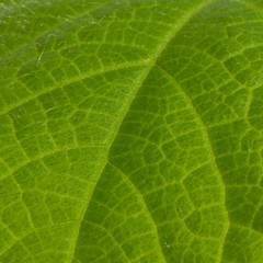 Closeup texture of green leaf of cucumber. Macro photo. Square