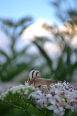 snail on a flower