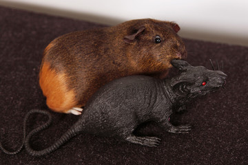 Fototapeta premium Real and fake rodents