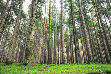 Beautiful big tall conifer trees in mossy forest landscape.
