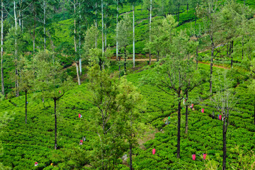 Hill Tea Plantation in Cloudy Day Panoramic Photo