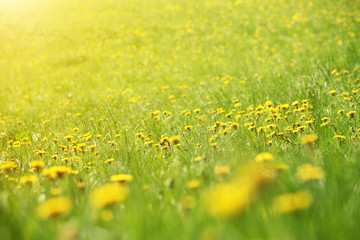 Magic sunny yellow dandelion flower countryside field meadow background.