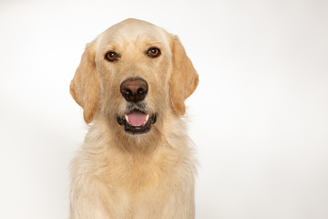 Cute yellow lab dog isolated on white background