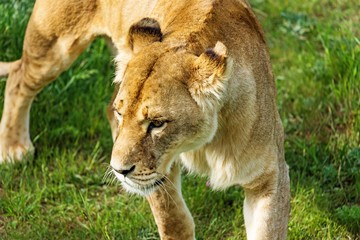 Obraz na płótnie Canvas Lioness Hunting