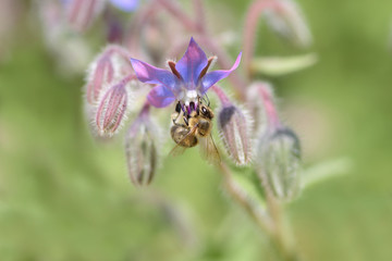 Borretsch Blüte jung mit Biene