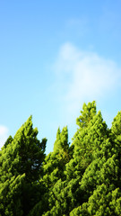 trees and blue sky