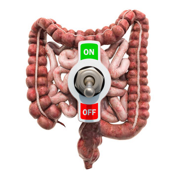 Human intestines with toggle switch. Abdominal pain concept, 3D rendering