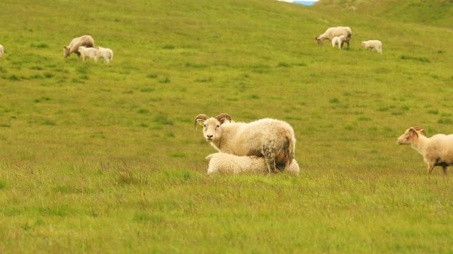 Typical white sheep with lambs on pasture in Iceland, Europe. 4K