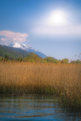 Rushes growing around the shores of the Lake Ohrid