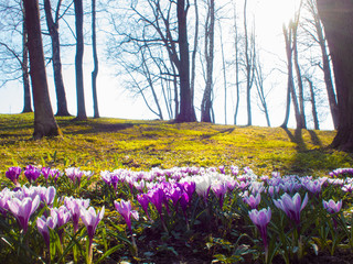 Naklejka premium Beautiful blue flowers in a clearing in the forest. Small spring flowers