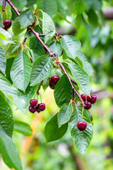 Cherries ripening on the tree with water droplets after a rain. Fresh cherry © Haluk