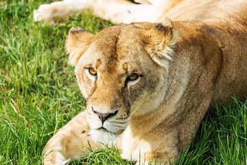 Obraz na płótnie Canvas Lioness Resting