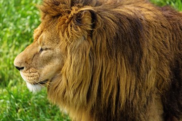 Fototapeta na wymiar Lion's Head Close-Up