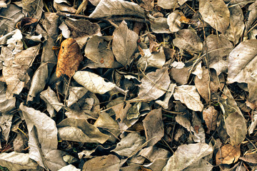 autumn leaves on the ground