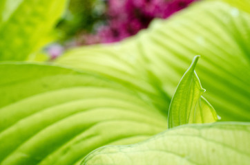 Natural green background with leaf and drops of water