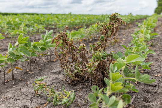 Waterhemp and weeds wilting and dying in soybean field after dicamba herbicide application