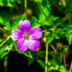 Wild geranium palustre known as marsh cranesbill