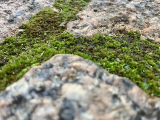 Mossy stone