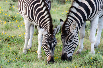 Fototapeta na wymiar Zebra, africa, pair, couple, nature, wild animals