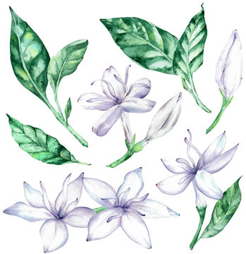 Watercolor clipart of white coffee flowers and green leaves.