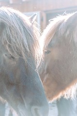 A pair of Horses in the evening sun