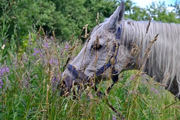 Grey horse grazing in the tall grass